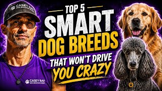 Top 5 Smart Dog Breeds That Won’t Drive You Crazy (Easiest to Train!)