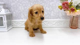 ミニチュアダックスの動画01