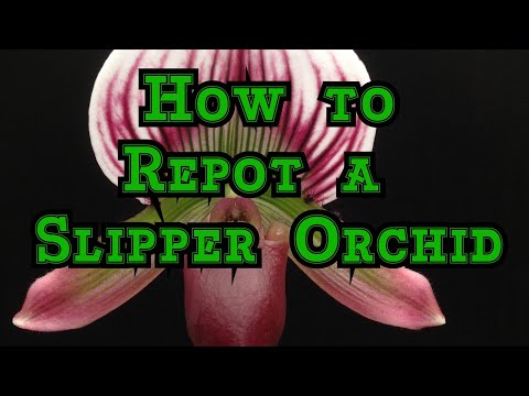 How To Repot a Paphiopedilum Maudiae Slipper Orchid