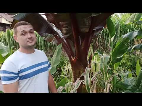 Odc. 169  Gościnnie u Macieja w Ogrodzie egzotycznym