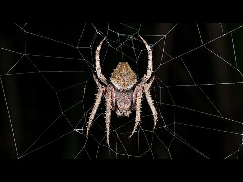 كيف يصنع العنكبوت بيته