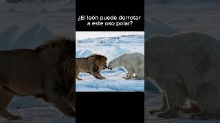 ¿El león puede derrotar a este oso polar?
