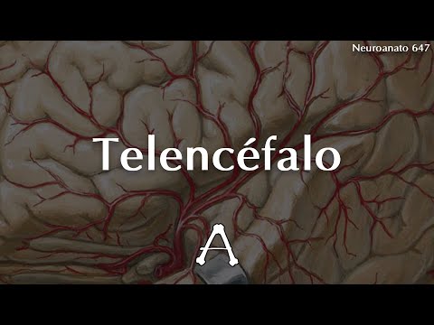 #Neuroanato647 | Telencéfalo