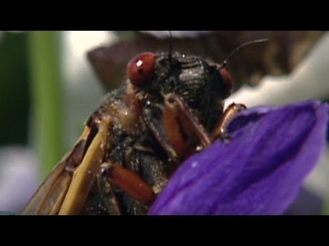 It's been 17 years: Cicadas are back