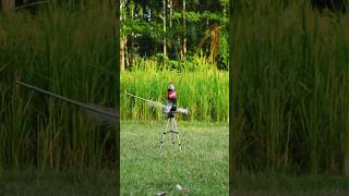 Download lagu DIY Bamboo Creations with new Three Clour balloone and Dateplam #Bamboo#Bambooa mp3 Download lagu DIY Bamboo Creations with new Three Clour balloone and Dateplam #Bamboo#Bambooa mp3