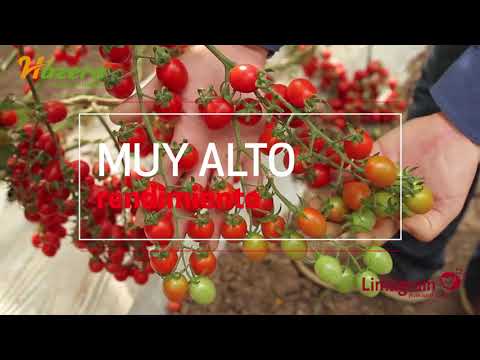 download lagu mp3 mp4 Mini Plum Tomato Seeds, download lagu Mini Plum Tomato Seeds gratis, unduh video klip Mini Plum Tomato Seeds