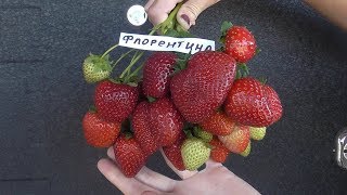 Размер и форма ягод