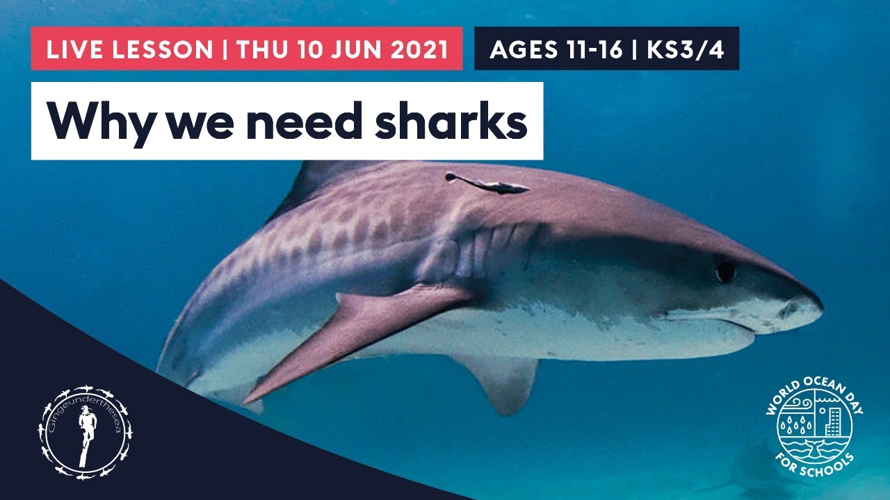 Why we need Sharks to protect the Ocean | World Ocean Day 2021 | KS3-4 / Ages 11-16