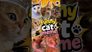 funny cat meme — part 1🤣🤣 #cat #cute #catvideos #funny #fyp