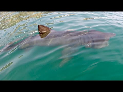 Basking Sharks at Mine Head, Waterford, Ireland - 29/05/2016