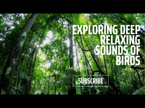 Exploring Deep Relaxing Sounds Of Birds ||Early Morning In Forest ||Stress Relief ||Sleep Meditation