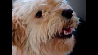 COMPASSION WITHOUT BORDERS VALENTINE VIDEO