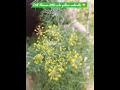 Ever Wonder How Dill Flowers Looks Like Dill Starts To Flower Cute Little Yellow Umbrella