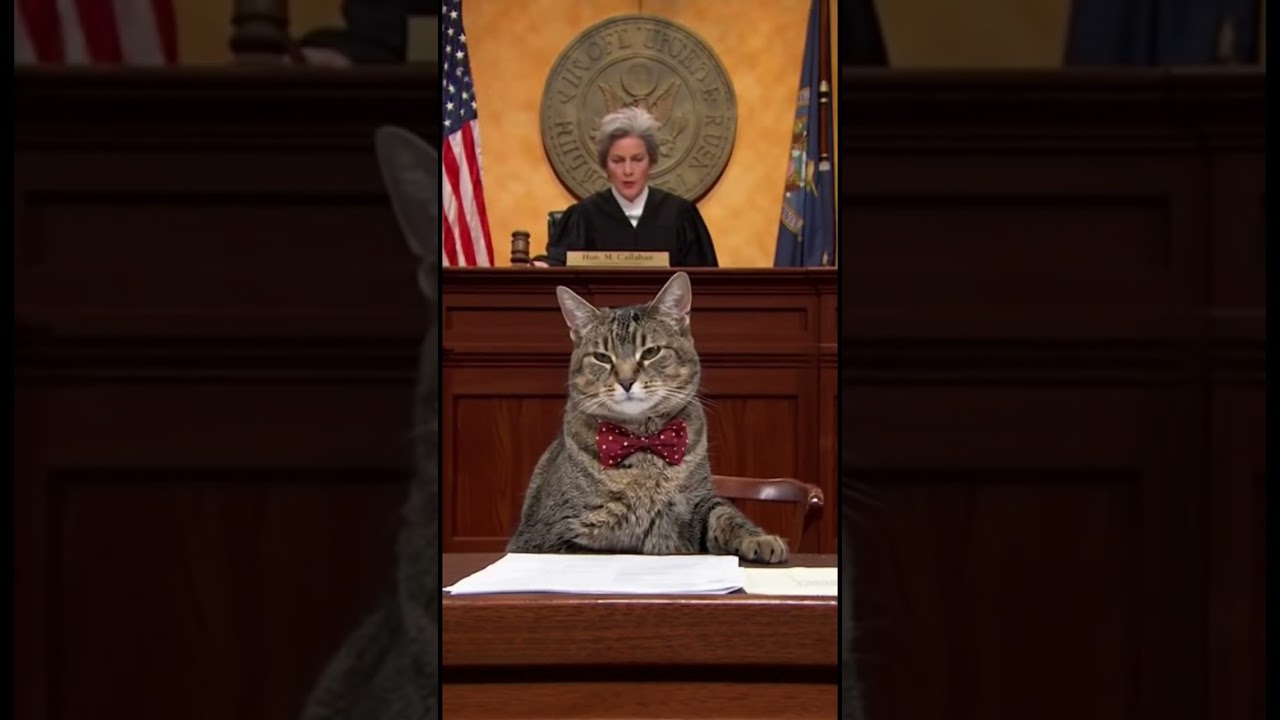 Guilty on all Charges #catsoftiktok #fyp #brainrot #comedy #cats #cops #gold #funny #court #animals