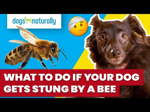 What To Do If Your Dog Gets Stung By A Bee
