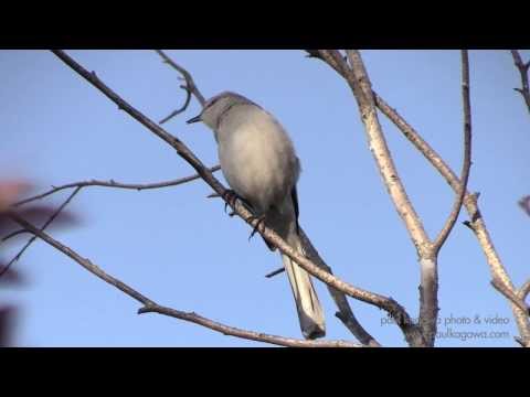 Northern Mockingbird Song