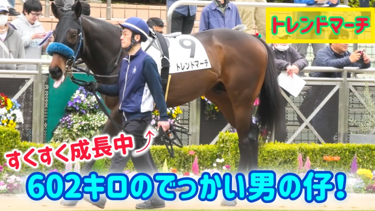 遂に600キロの大台にのった3歳の男の仔トレンドマーチ