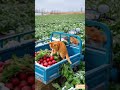 On Snowy Days The Orange Cat Insists On Going To The City To Sell Radishes There Are Few Customer