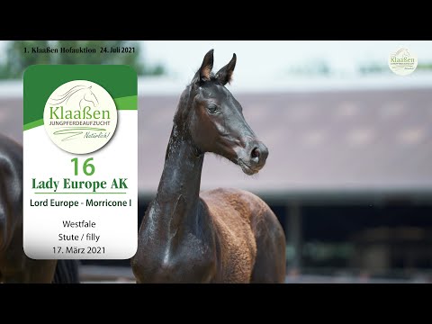 Hofauktion Klaaßen Katalog-Nr. 16 Lady Europe Stute v. Lord Europe - Morricone
