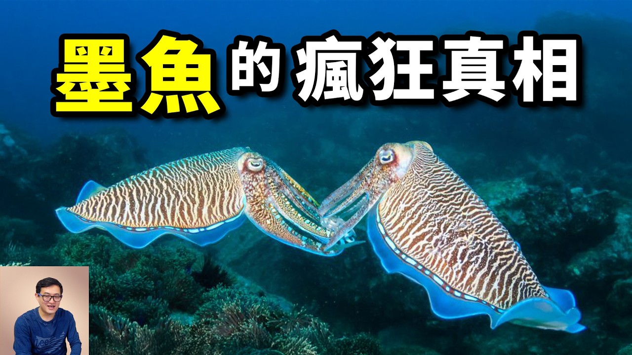 你會區分花枝、烏賊、魷魚、墨魚嗎？比章魚智商更高的頭足綱動物？會用幻術催眠螃蟹！十萬隻巨型墨魚聚集事件，令人震驚的交配策略……【老肉雜談】#動物 #海洋 #生物 #墨魚 #花枝