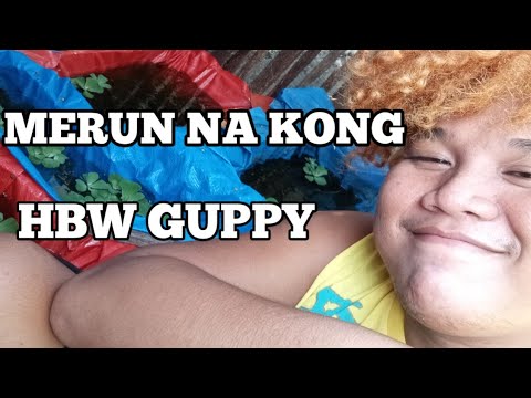 HBW Guppy /Jose Marie kuloT(vlog# 7)