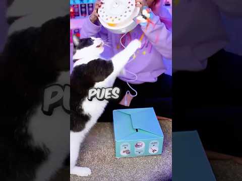 Regalo SORPRESA para mi GATITA😻💕 #shorts #cat #catlover
