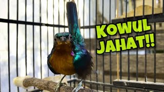 Download lagu Burung Kolibri Wulung Gacor Full Isian Cocok Untuk Pancingan Kowul Lain Agar Langsung Bunyi mp3