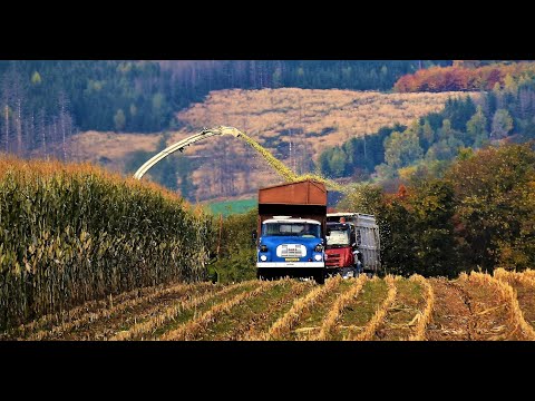 Sklizeň kukuřice 2021