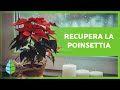 How To REVIVE A POINSETTIA Make Your Poinsettia Bloom