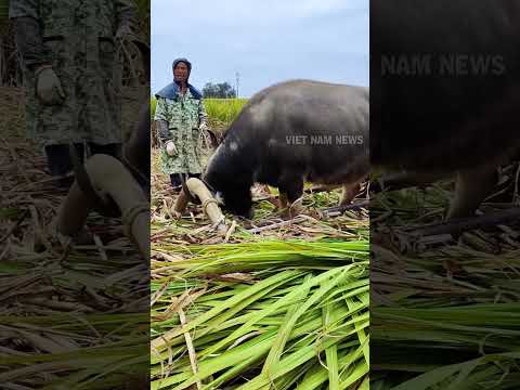 Chú trâu có kỹ năng dùng sừng nhấc ách cực nghệ