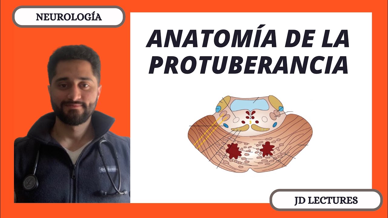 PUENTE (PROTUBERANCIA) | NEUROLOGÍA