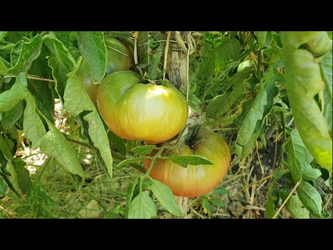 , title : 'Tomates 🍅 Riego. ¿Por la mañana o por la tarde?🤔'