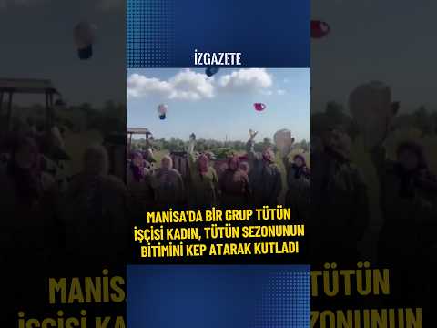 Manisa'da bir grup tütün işçisi kadın, tütün sezonunun bitimini kep atarak kutladı #tütün #tarım