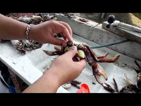 Como limpar bem um caranguejo