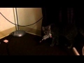 Cat Growling And Hissing At His Toy