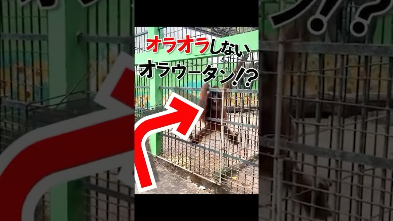 オランウータンがペットボトルを受け取り水を飲んどる(≧∇≦*)草　マジ人間みたい　#animals #猿 #オランウータン