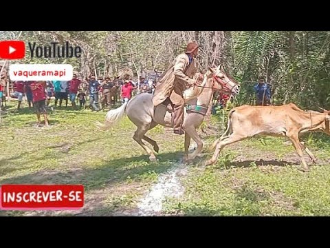 Final do Torneio do vaqueiros josa loura saco União Piauí #vaqueiro #vaquejada #pegadeboi