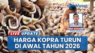 Update Harga Kopra Awal Tahun 2026, Anjlok di Angka Rp 15 Ribu Per Kilogram sejak Nataru