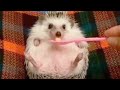 Cute Hedgehog Videos Compilation 🥰 [Funny Pets]