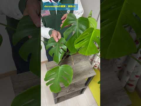 うちのモンステラ・デリシオサが泣いているのはなぜですか？これは悪い兆候ですか？  庭園