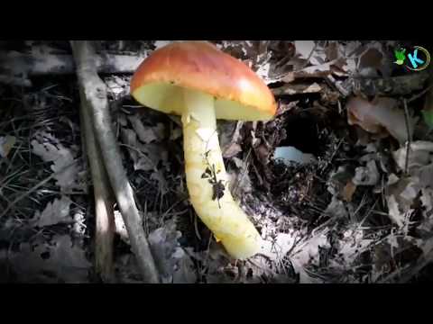 Caesar's mushroom - Amanita caesarea