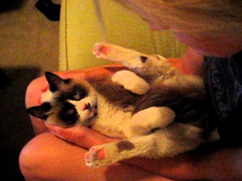 Ragdoll Cat Acting Like a Baby