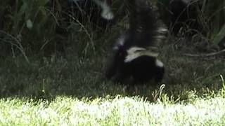 The Killer Skunks