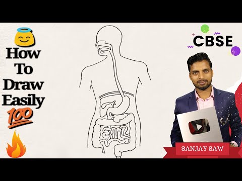 How to draw Human Alimentary Canal step by step for beginners ! Video