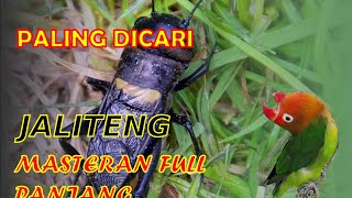 Download lagu PALING DICARI | Suara Jangkrik JALITENG Jernih Keras | Cocok untuk Masteran Burung mp3