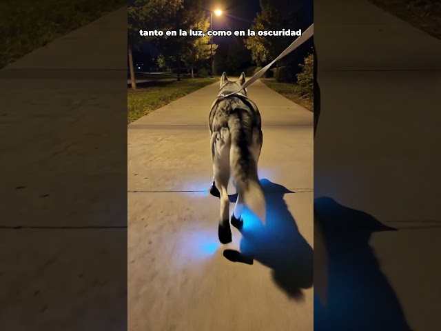 Vídeo relacionado con Genérico Zapatos Luminosos Gato, LED para Cachorros, Perros pequeños, Botas Antideslizantes Ajustables para Mascotas, Botas Luminosas para Paseos al Aire Libre, Zapatos de