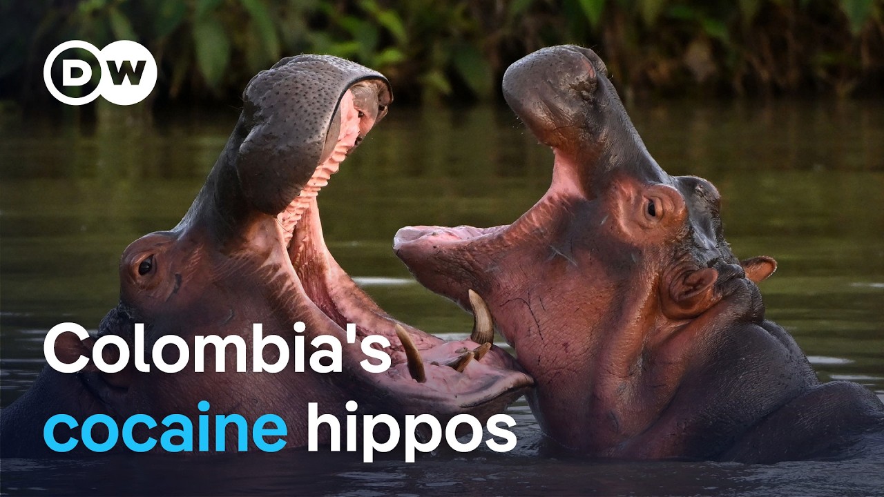 Escobar's cocaine hippos: Should they be culled? | DW News