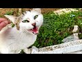 Incredibly Cute Stray Cat Meowing Loudly For Food And Attention