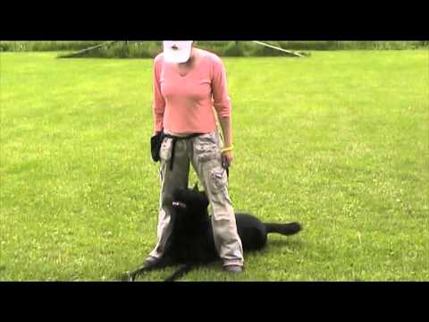 Ackey Levemar - obedience 12 months