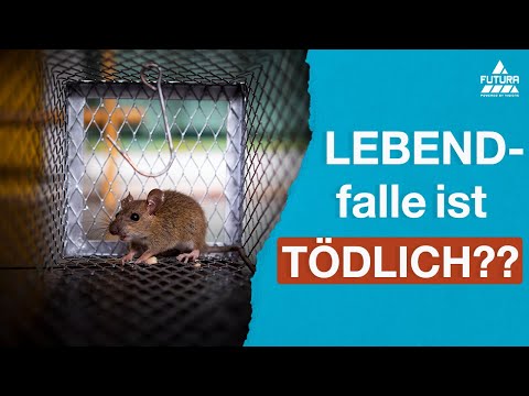 Warum eine LEBEND-Falle 🐀 TÖDLICH ist! ☠️